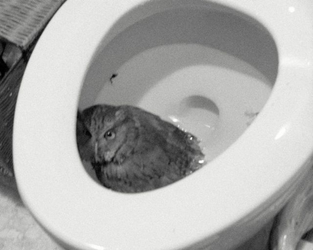 These funny animals (33 pics)