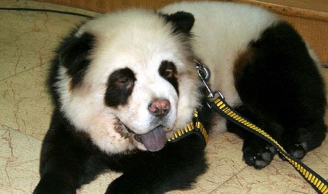 These funny animals (33 pics)