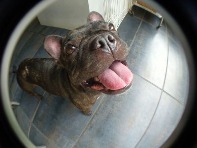 These funny animals (33 pics)