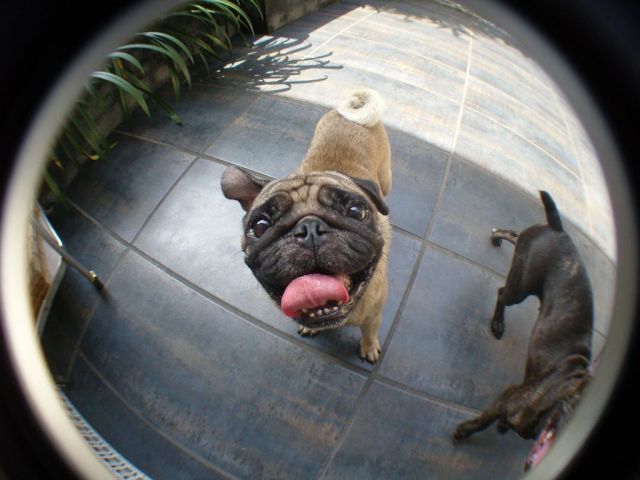 These funny animals (33 pics)