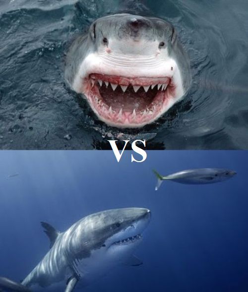 What would happen if two sharks got fighting? (3 pics + 1 video)