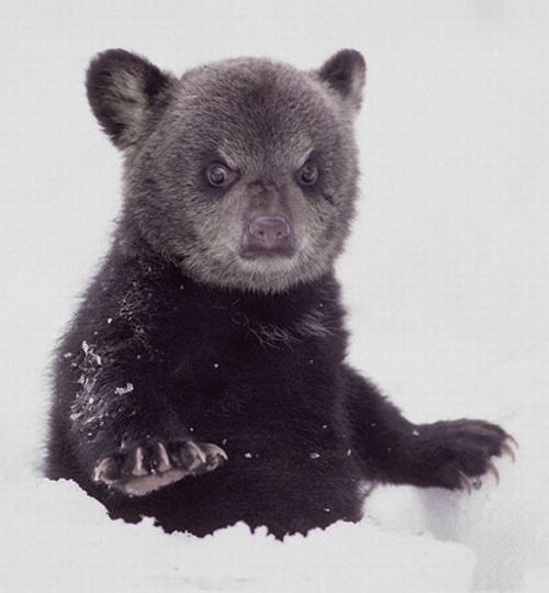 These funny animals (36 pics)