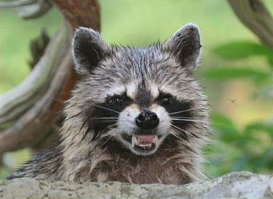 These funny animals (36 pics)