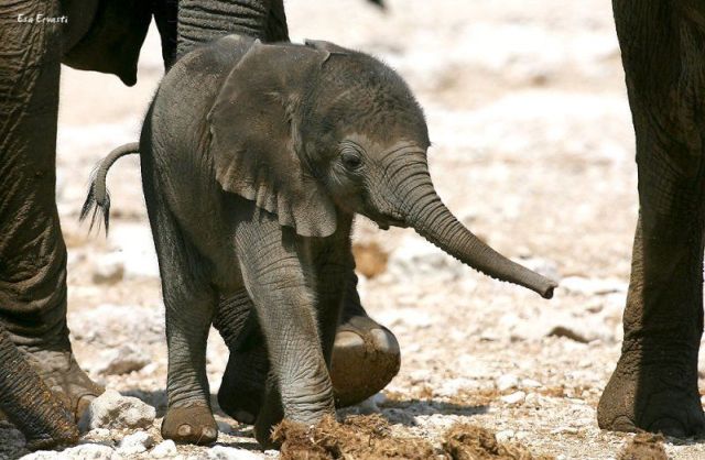 These funny animals (36 pics)