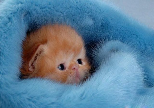 These funny animals (36 pics)