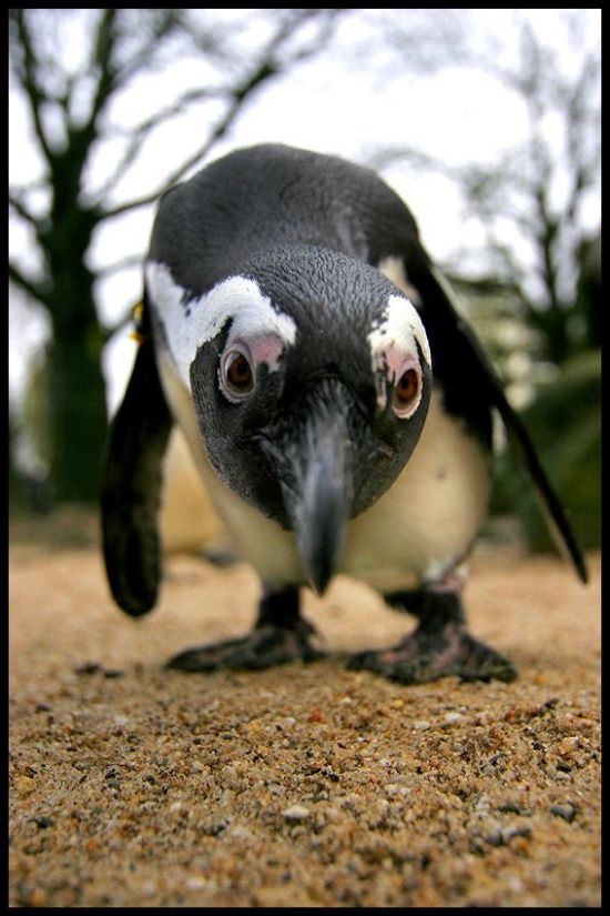 These funny animals (36 pics)