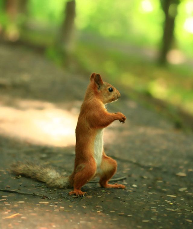 These funny animals (36 pics)