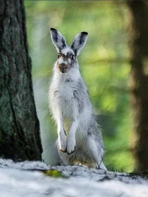 These funny animals (36 pics)