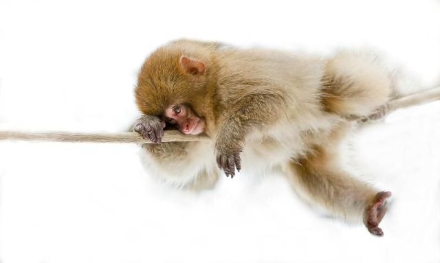 These funny animals (36 pics)
