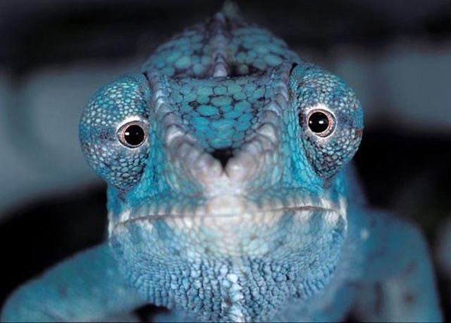 These funny animals (36 pics)