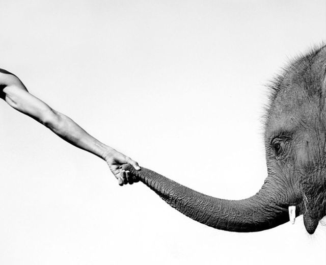 These funny animals (36 pics)