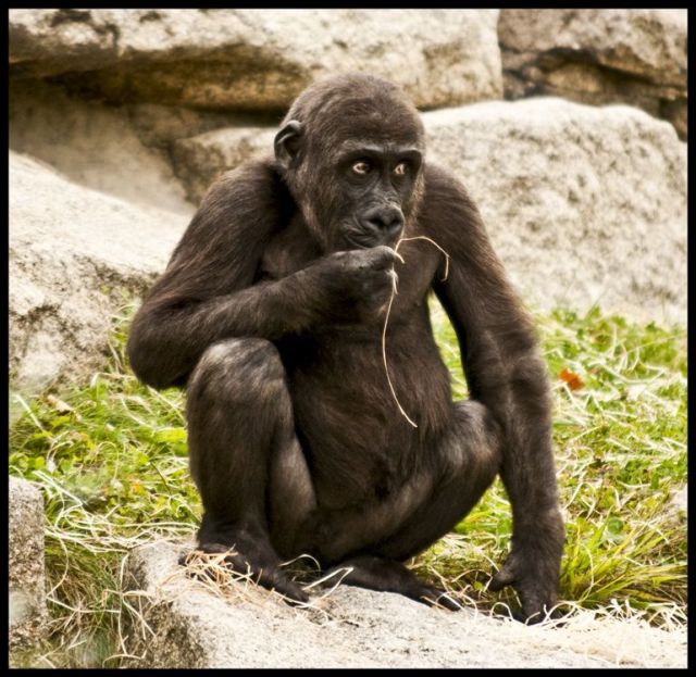 These funny animals (36 pics)