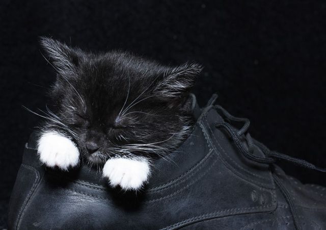 These funny animals (36 pics)
