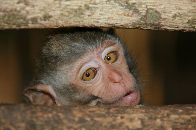 These funny animals (36 pics)
