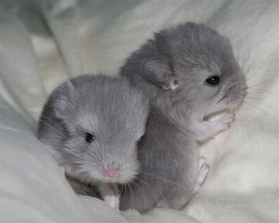 These funny animals (36 pics)