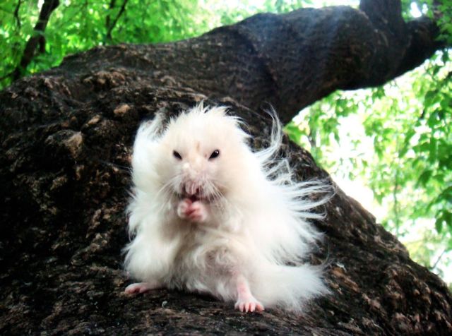 These funny animals (36 pics)