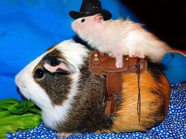 These funny animals (36 pics)