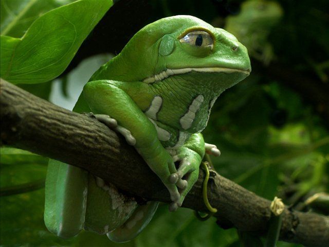 These funny animals (36 pics)