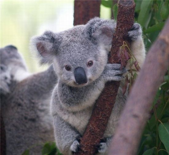 These funny animals (36 pics)