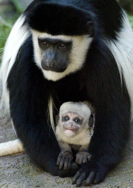 These funny animals (36 pics)