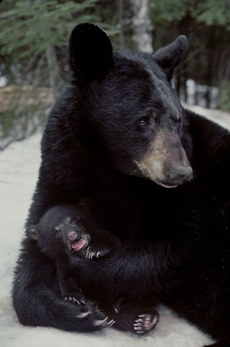 These funny animals (36 pics)