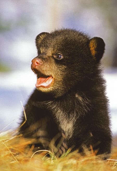 These funny animals (36 pics)