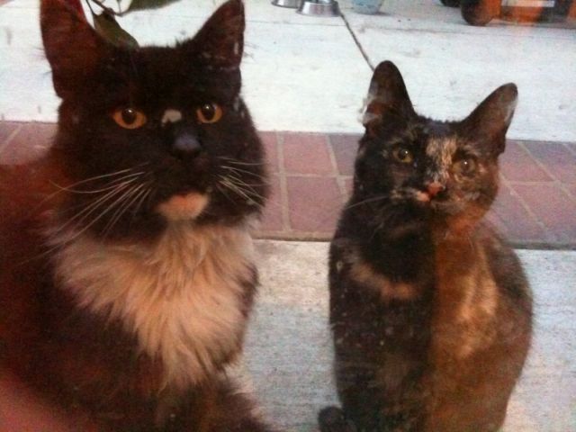 These funny animals (36 pics)