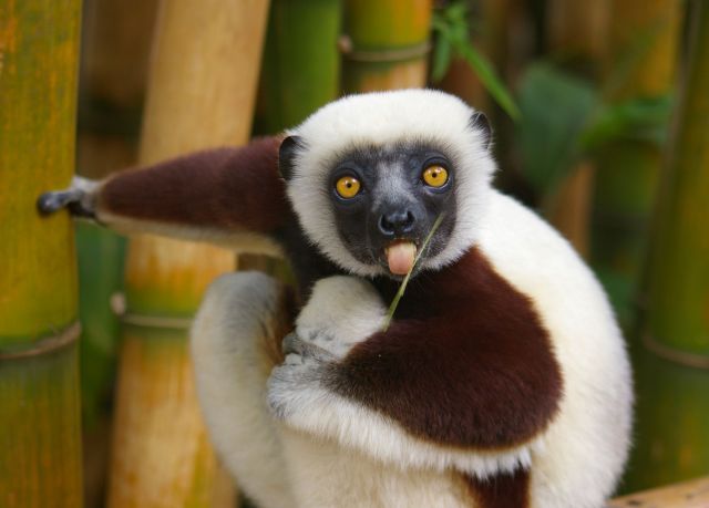 These funny animals (36 pics)