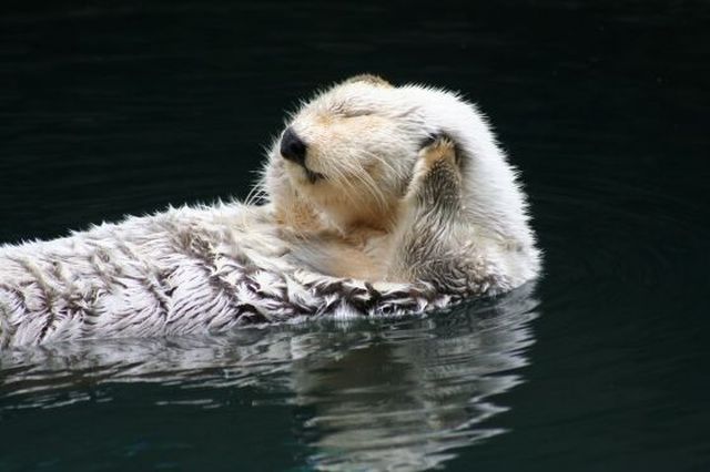 These funny animals (36 pics)