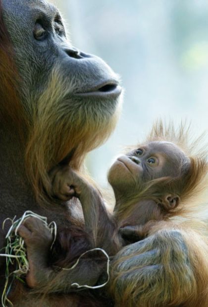 These funny animals (36 pics)