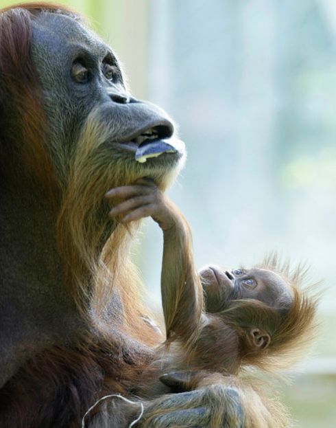 These funny animals (36 pics)