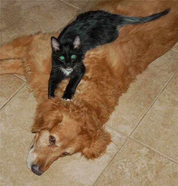 These funny animals (36 pics)