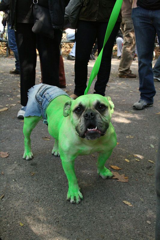 halloween_dog_02.jpg