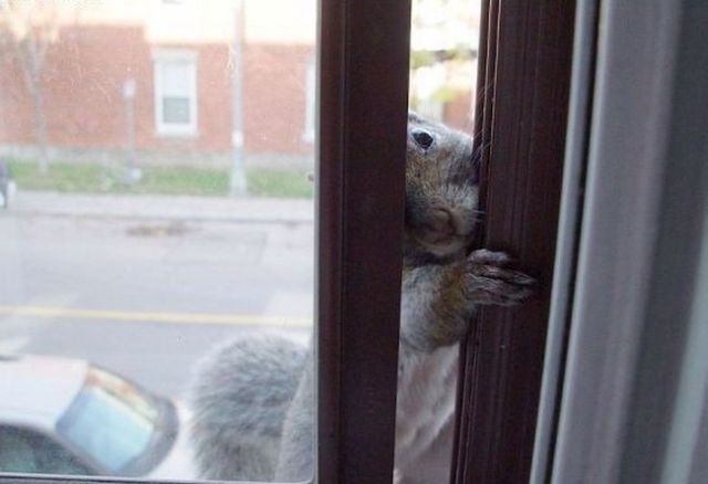 Very Hungry Squirrel (8 pics)