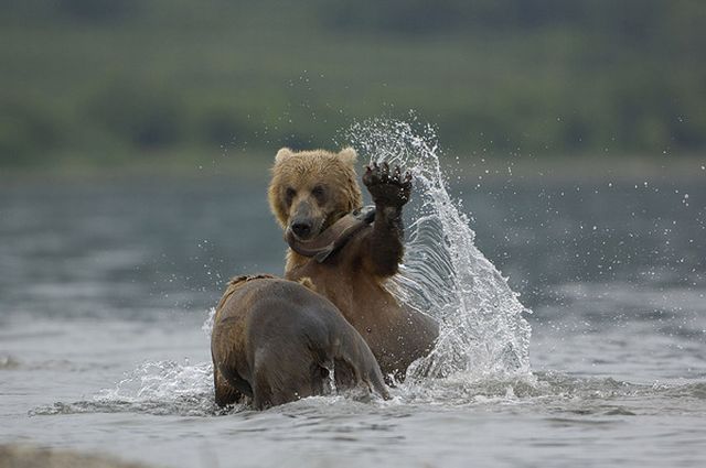 These funny animals (38 pics)
