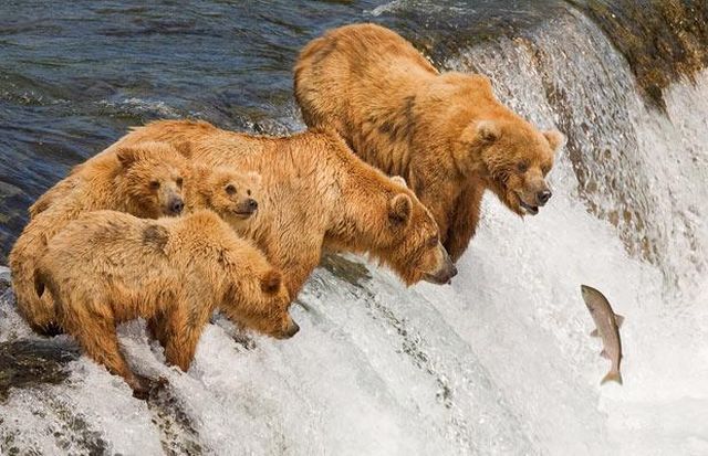 Fishing on the Edge of a Waterfall (3 pics)