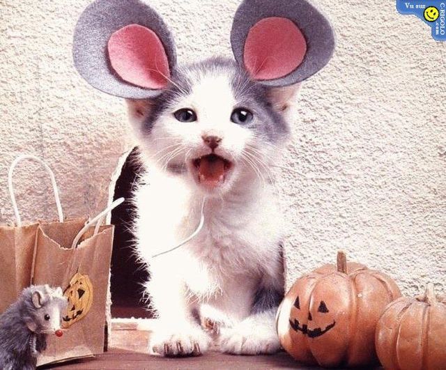 Happy Halloween 2009! (85 pics)