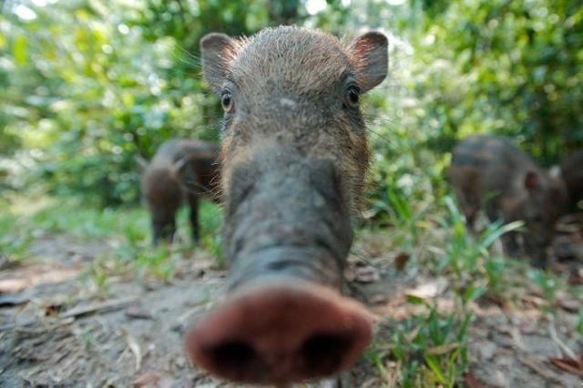 These funny animals (58 pics)