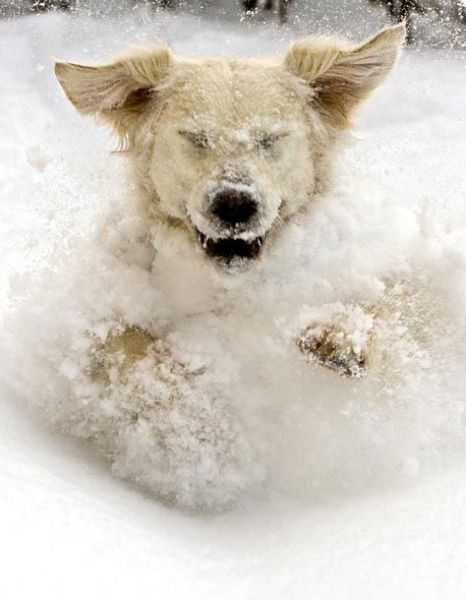 These funny animals (58 pics)