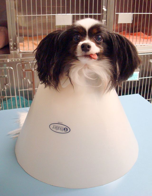 These funny animals (58 pics)