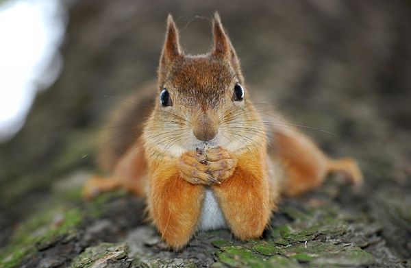 These funny animals (58 pics)