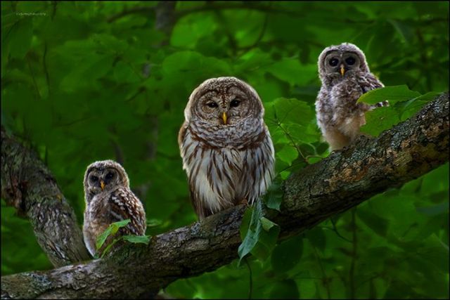These funny animals (58 pics)