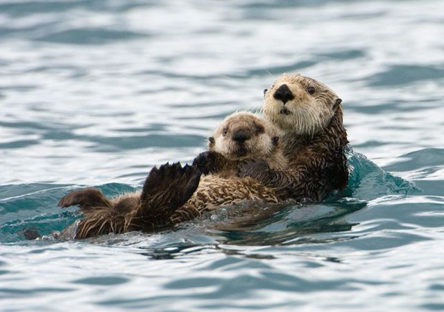 These funny animals (58 pics)