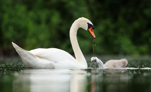 These funny animals (58 pics)