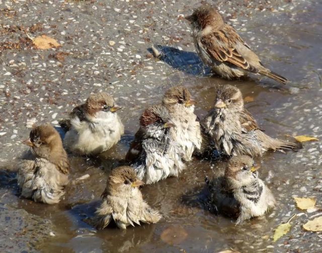 These funny animals (58 pics)