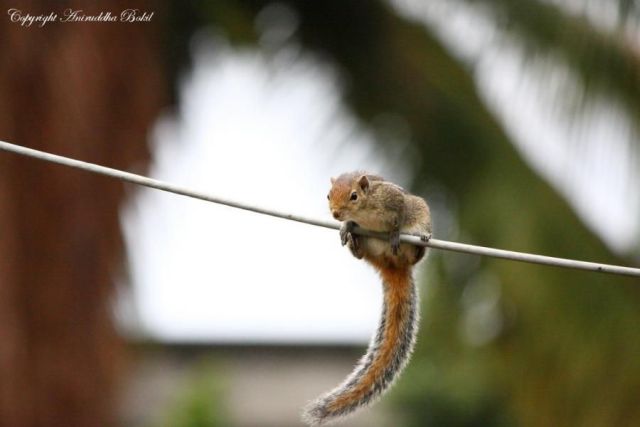 These funny animals (58 pics)