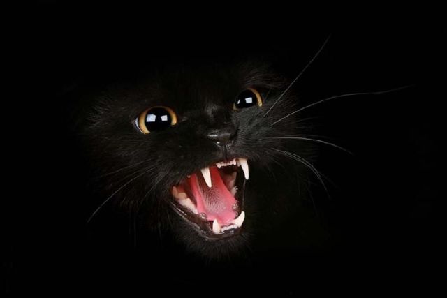 These funny animals (58 pics)