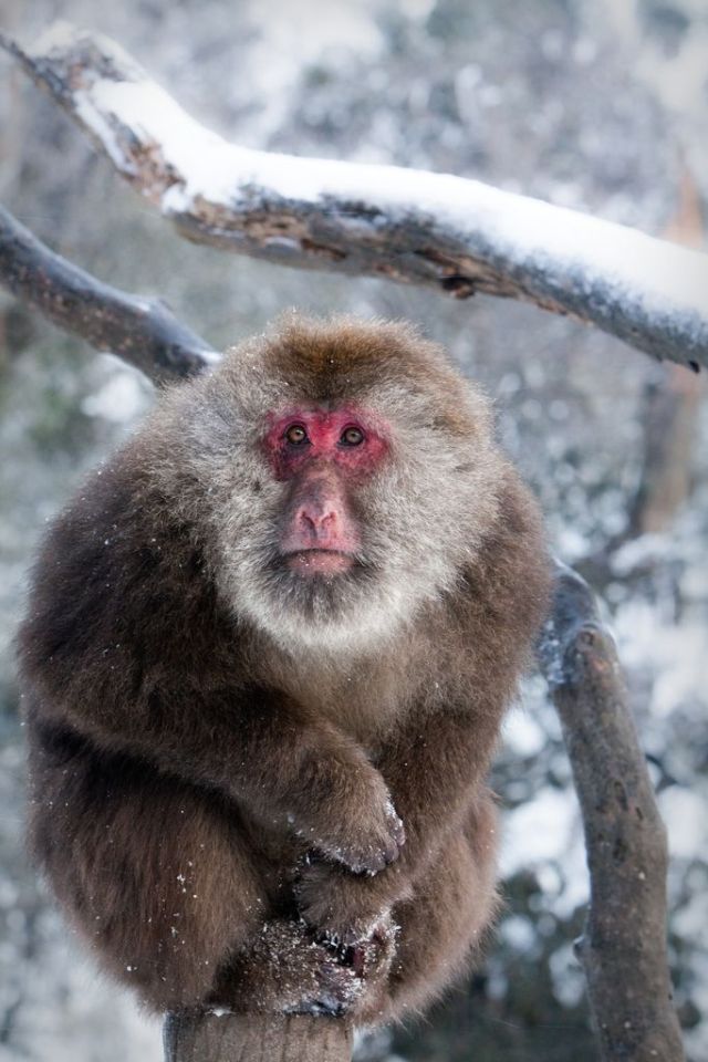 These funny animals (58 pics)