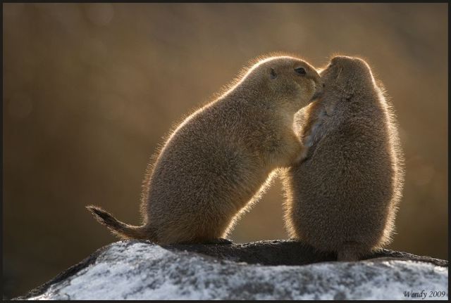 These funny animals (58 pics)