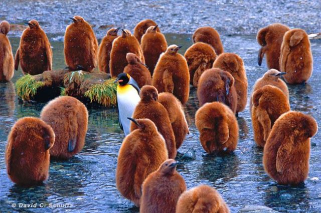 These funny animals (58 pics)
